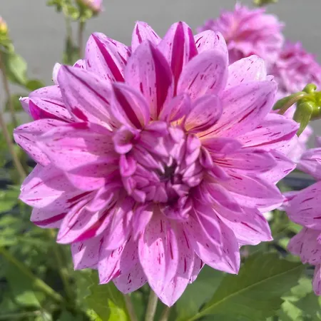 Apartment Nr 22 Haus Voglreiter Kaprun