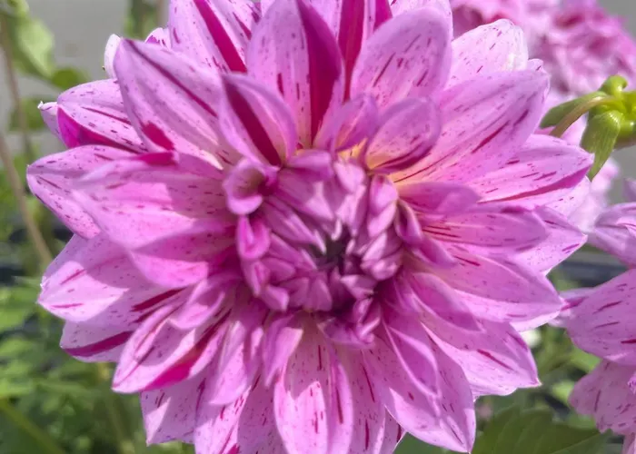 Apartman Nr 22 Haus Voglreiter Kaprun